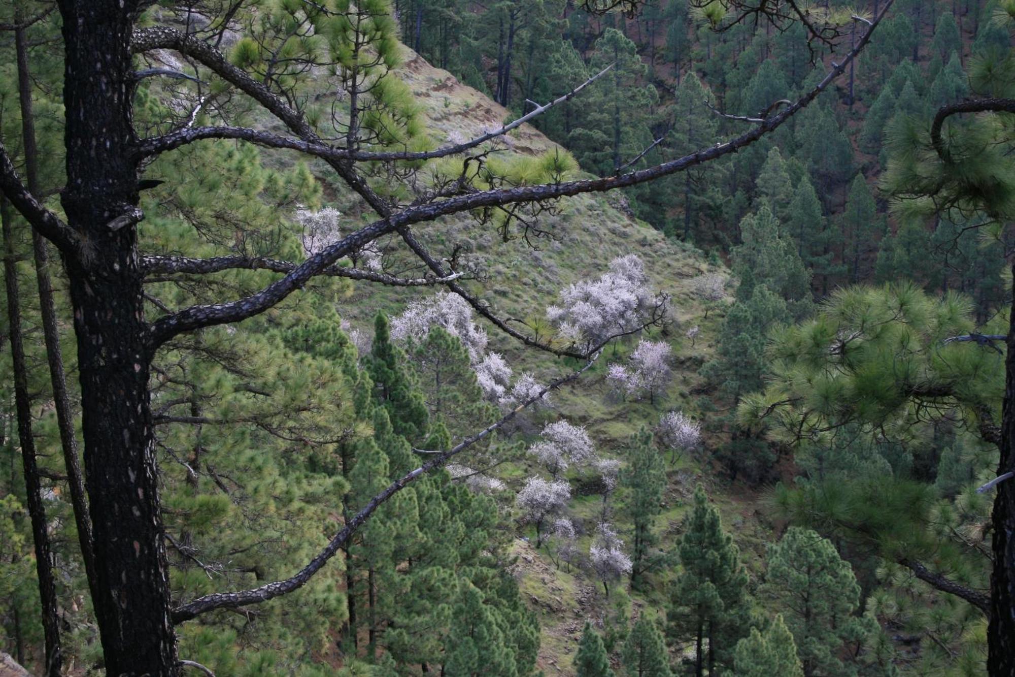 Casa Rural El Riachuelo Garafia Luaran gambar